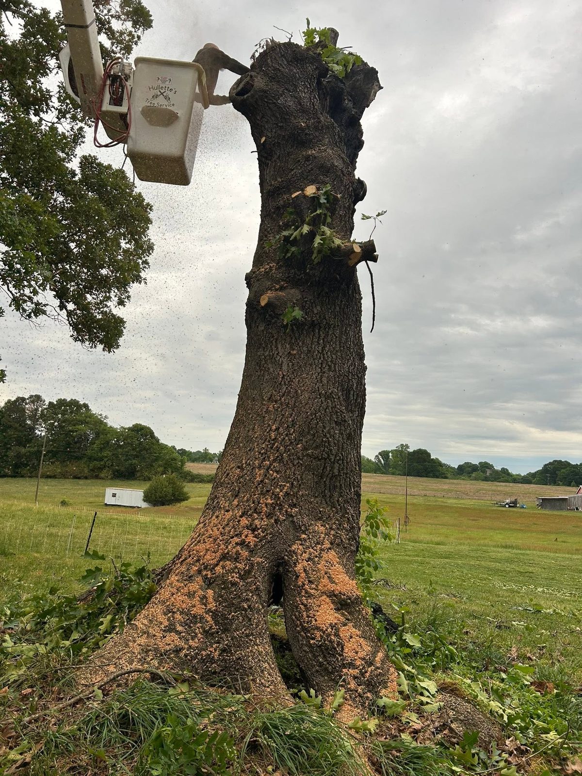 Crew member in a bucket working the crown of a large tree