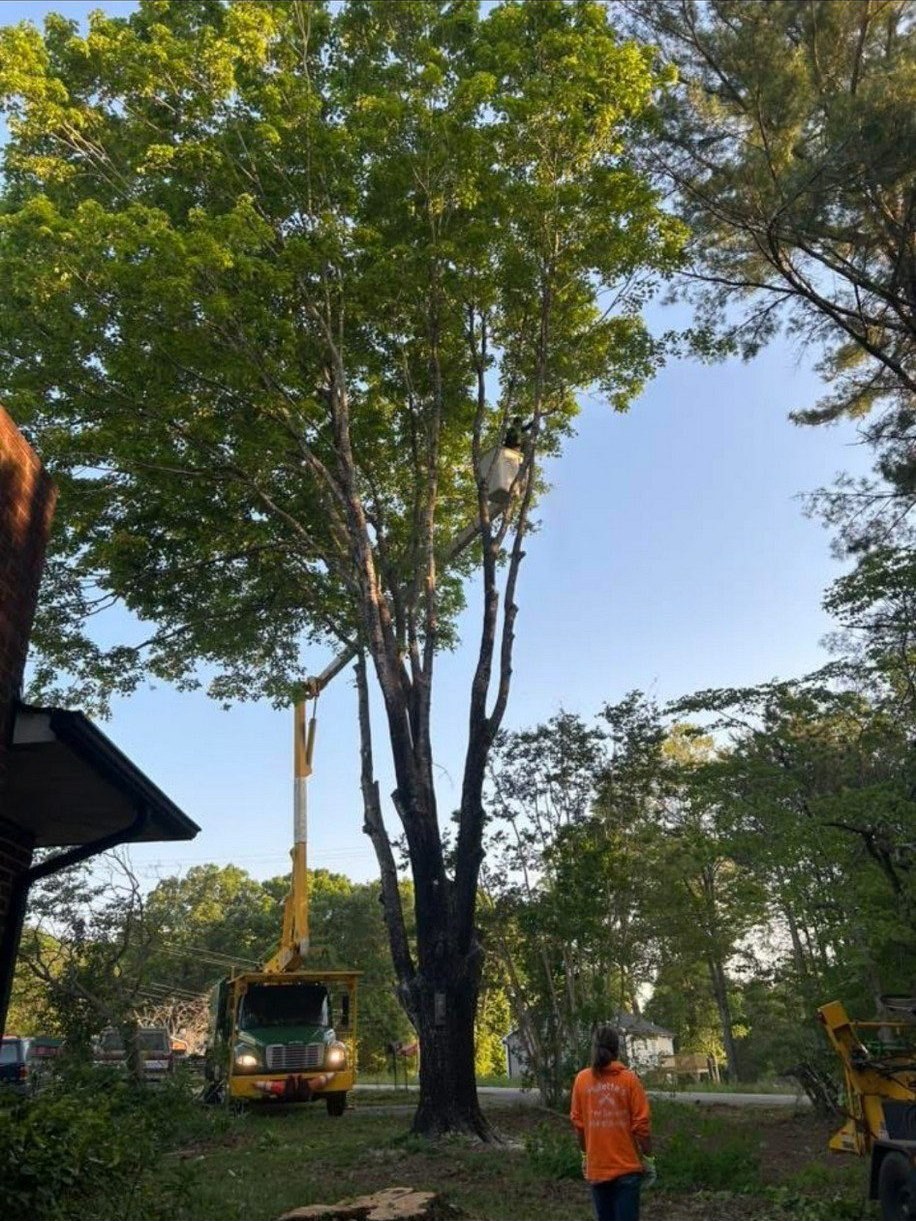 Bucket truck set up on a tall tree by a house