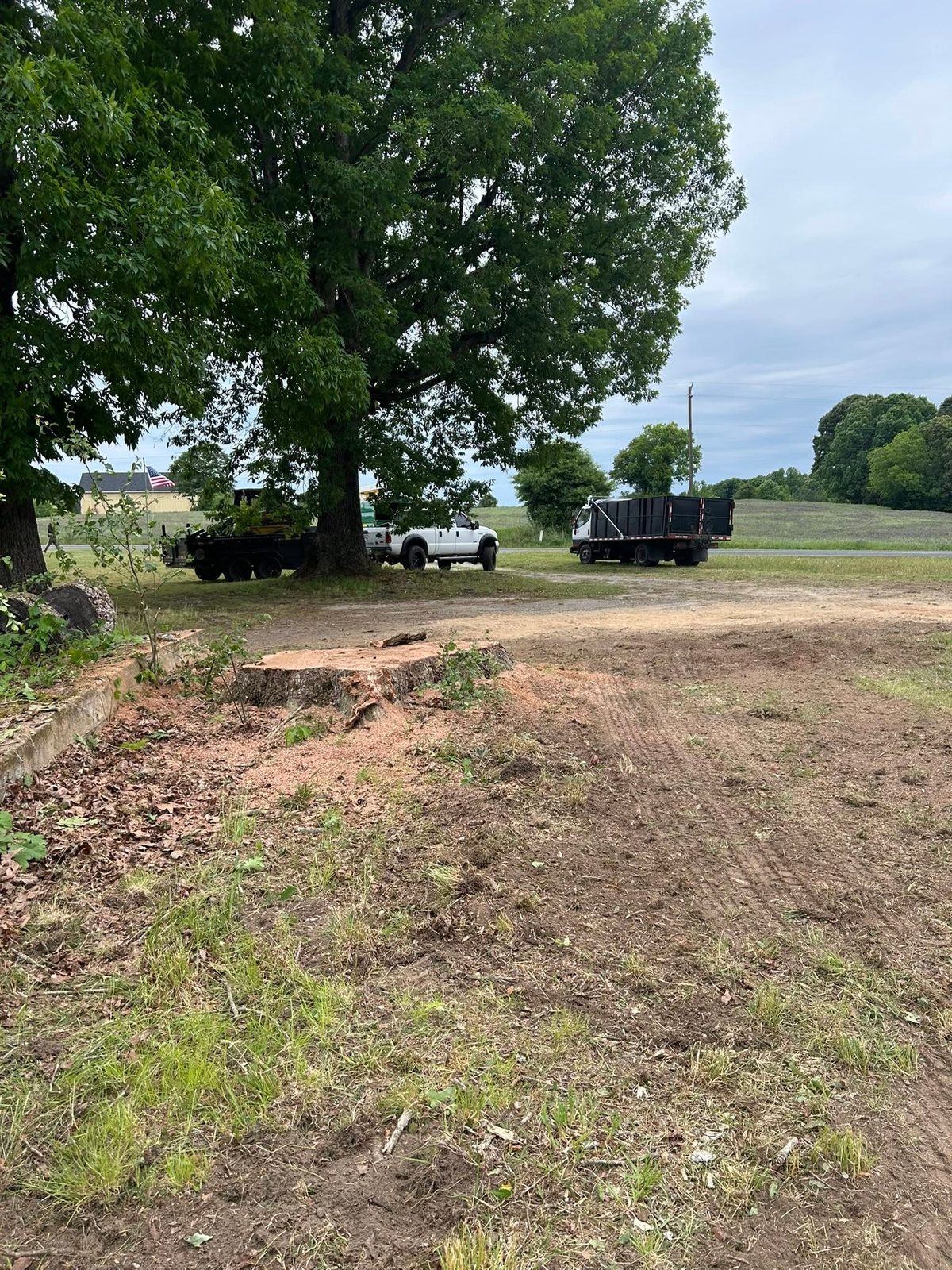 Stumps left in a cleared patch of ground