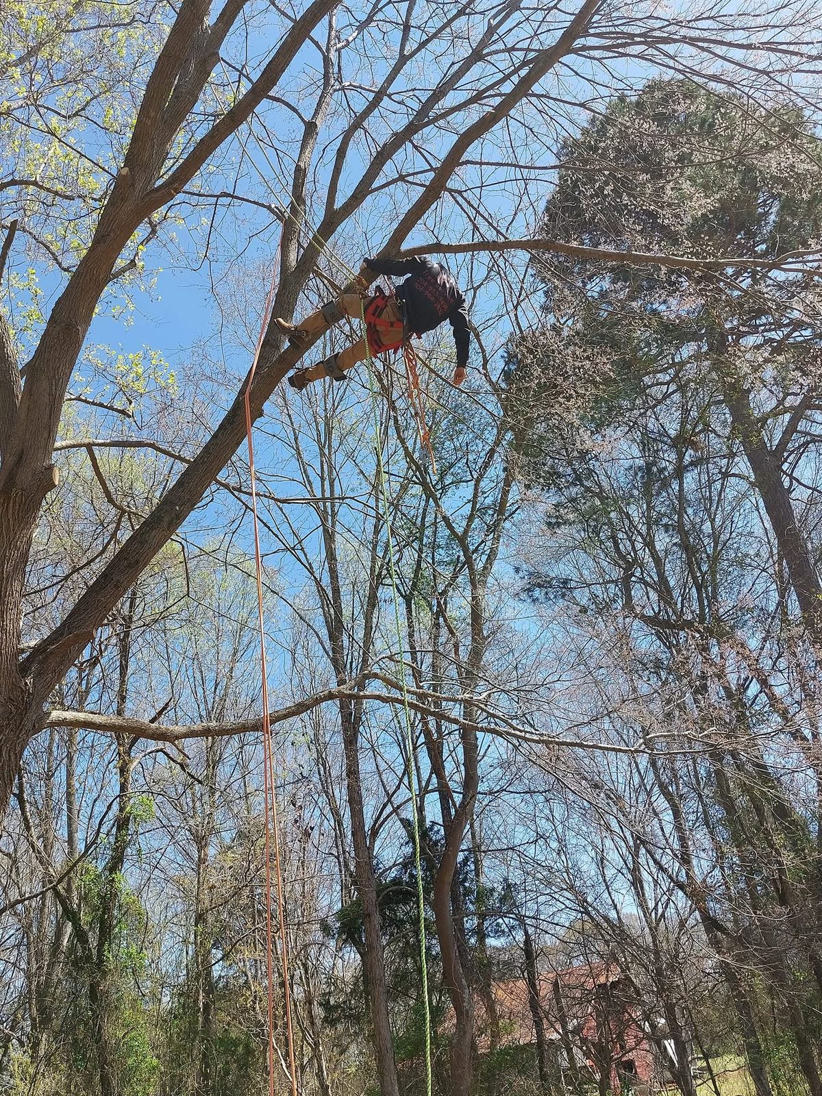 Climbing through the crown of a large tree