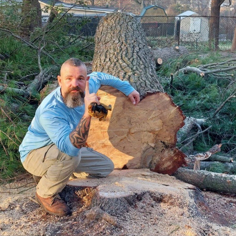 A person kneeling beside a very large cut trunk