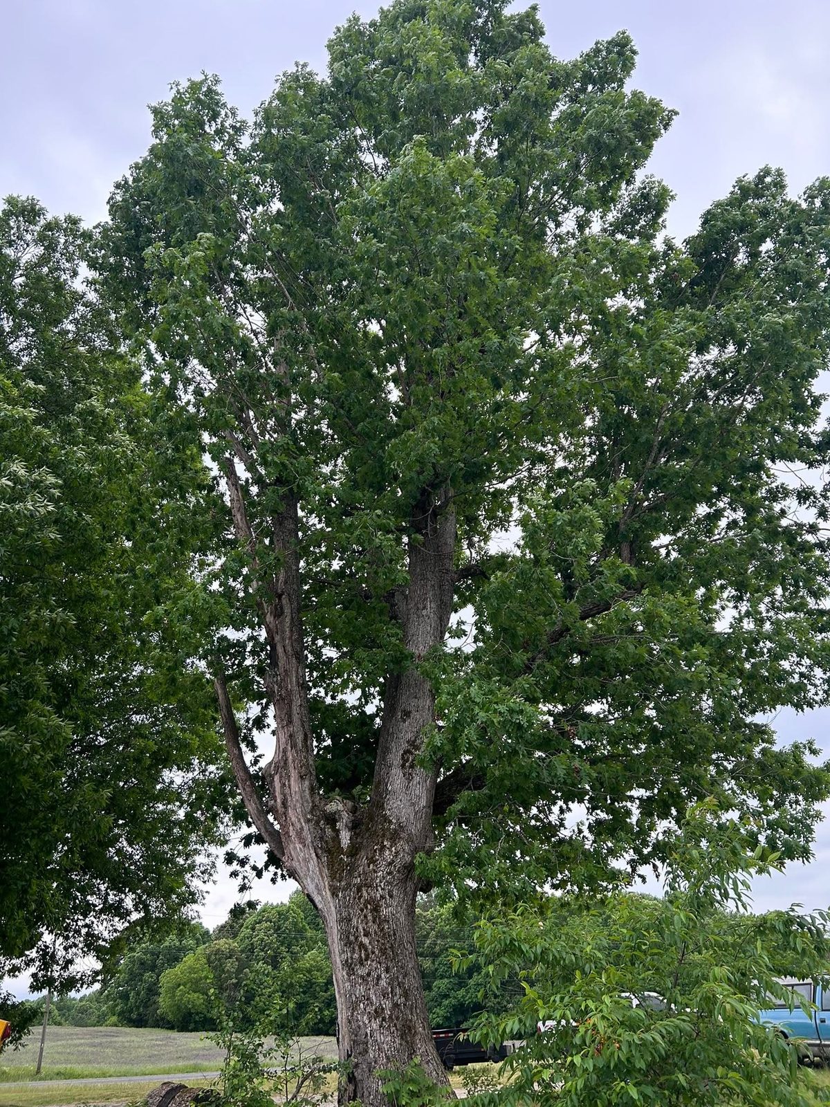 A mature shade tree in an open yard