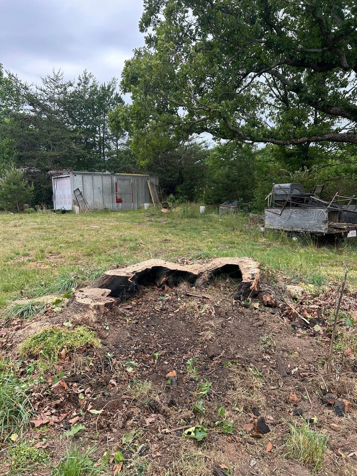 Freshly worked stumps in bare ground