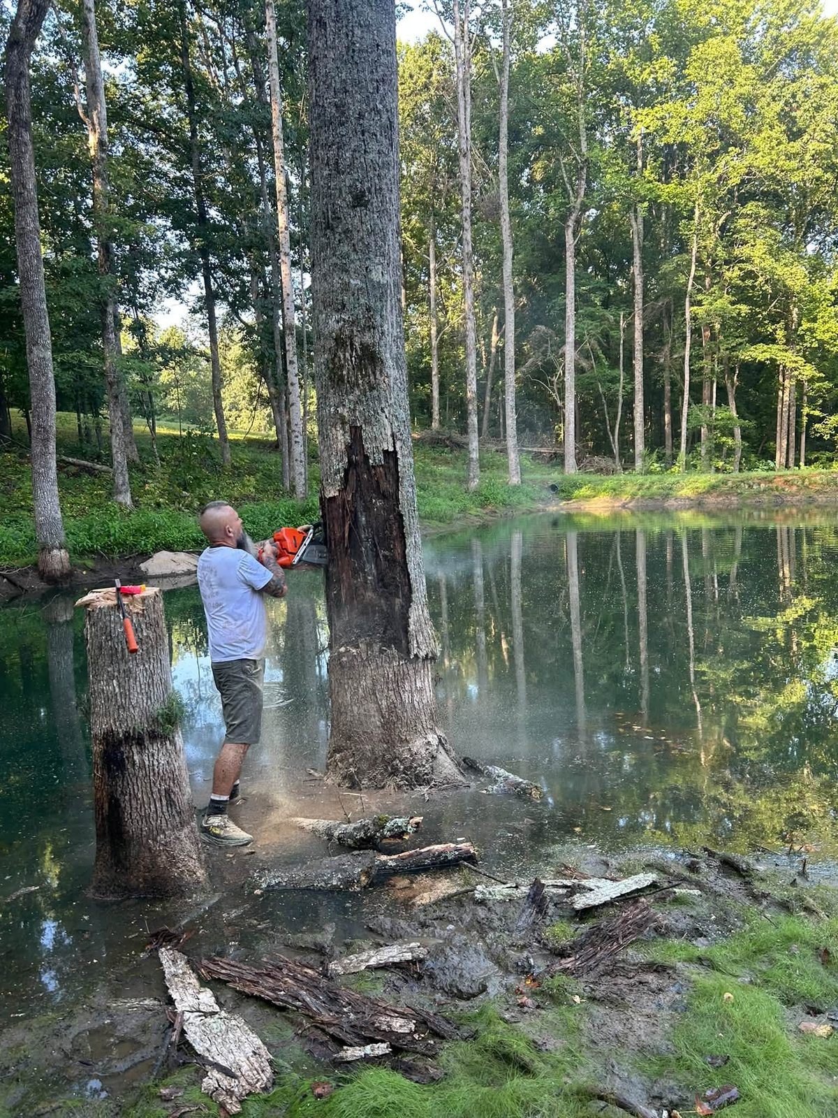 Stumps and standing trees at the water