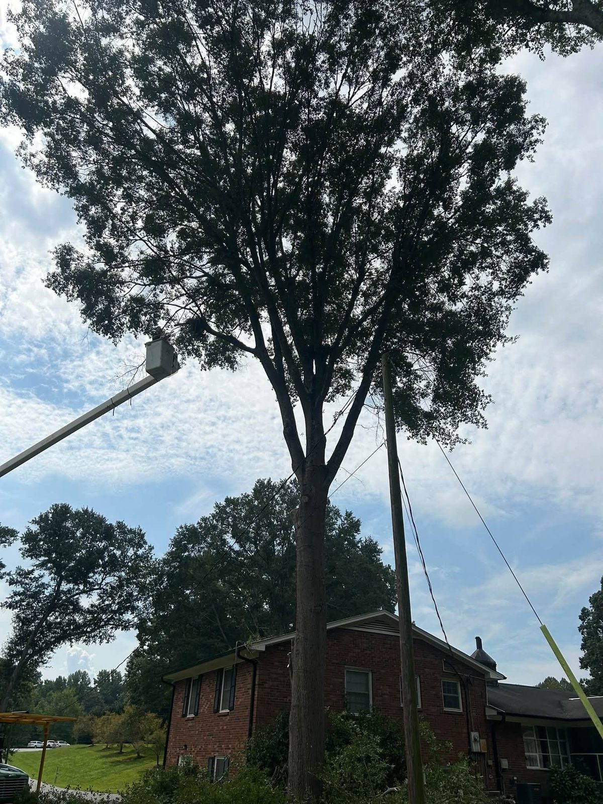 A tall tree next to a house