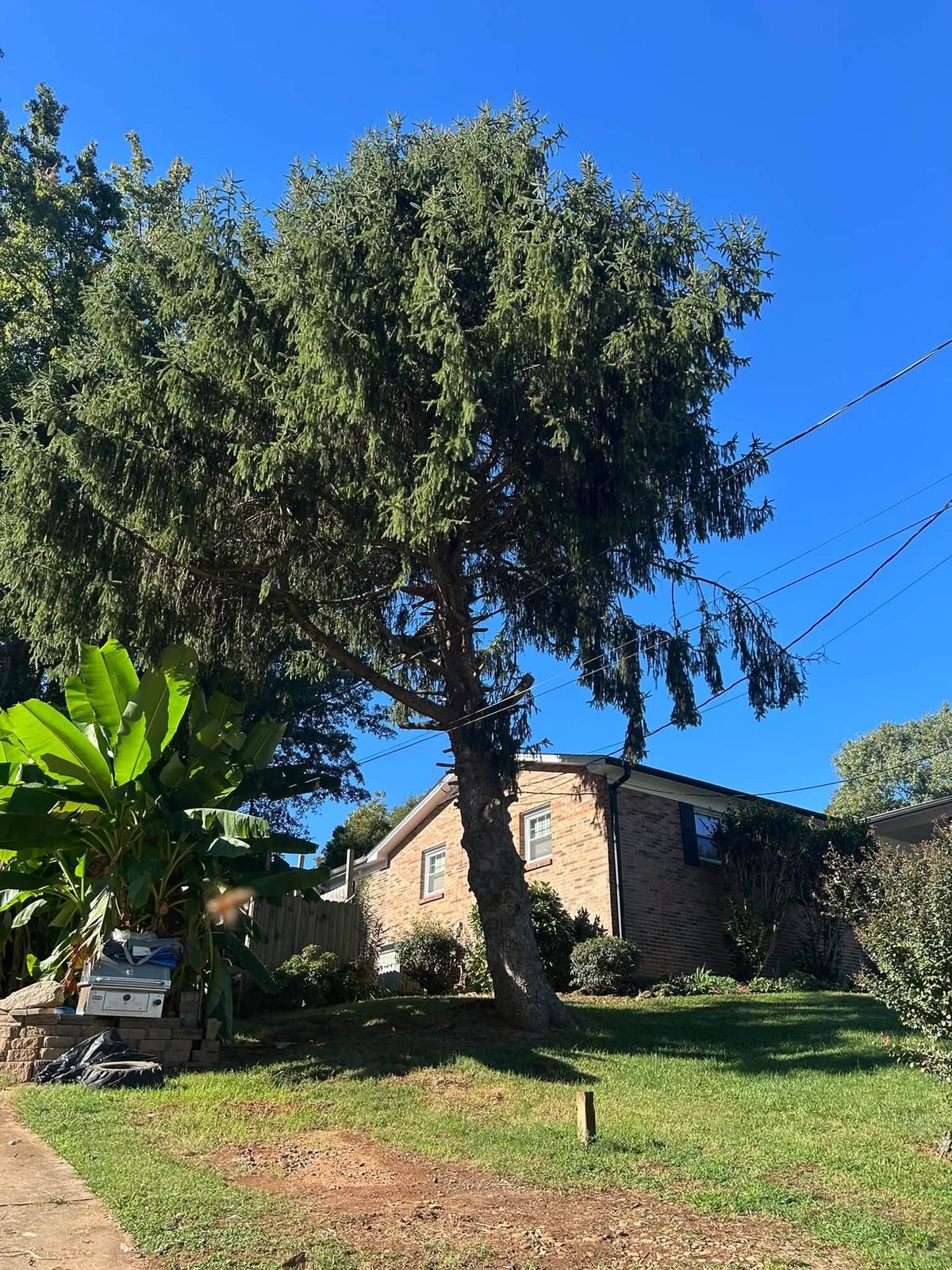 Trees in a yard by a brick house